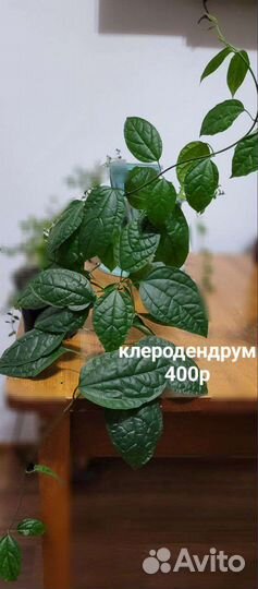 Клеродендрум