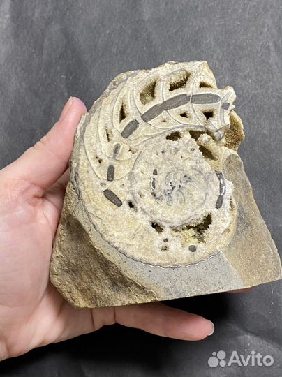 Аммонит срез Окаменелости аммониты минерал