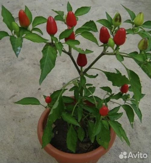 Перец комнатный острый