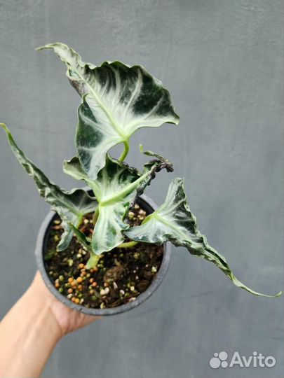 Алоказия Локо Loko клубни