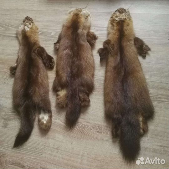 Шкурки соболя