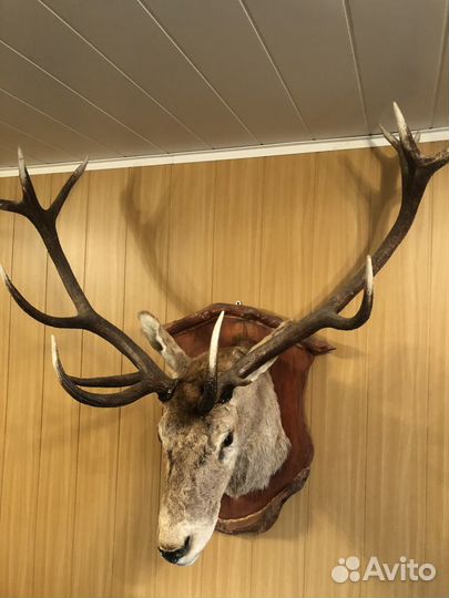 Чучело животных