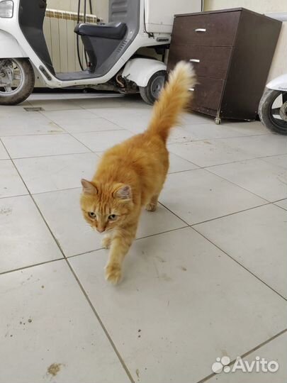 Кошечка в добрые руки