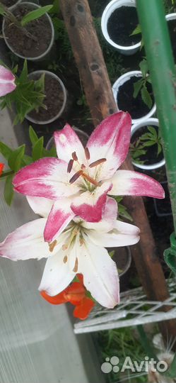 Цветы лилии садовые