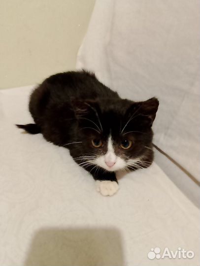 Котенок в добрые руки