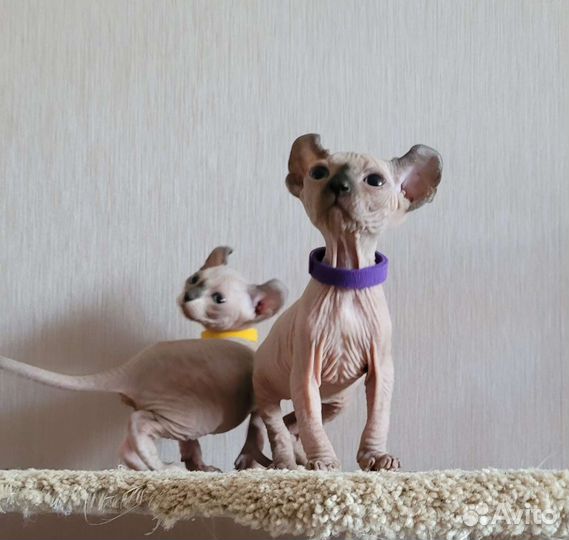 Канадский сфинкс Эльфики