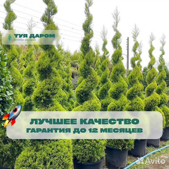 Туя из питомника