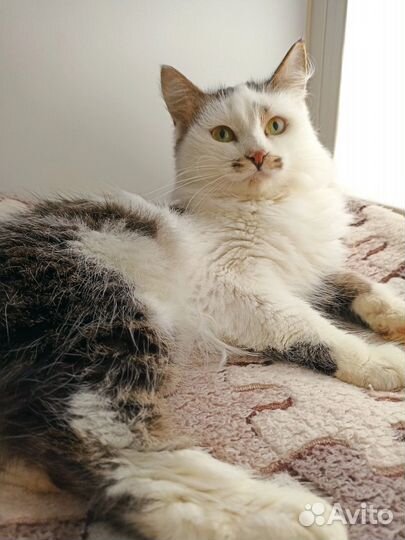 Кошка