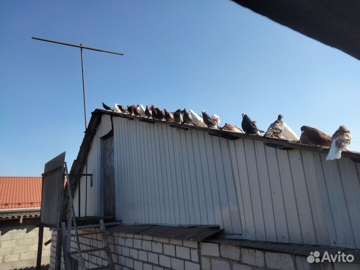 Продаются голуби