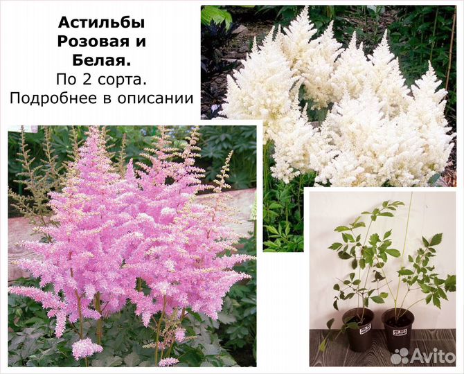 Цветы многолетние, Очитки, кусты Цены в описании