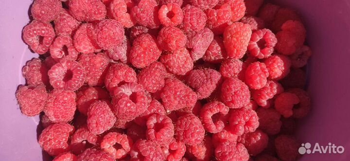 Саженцы малины