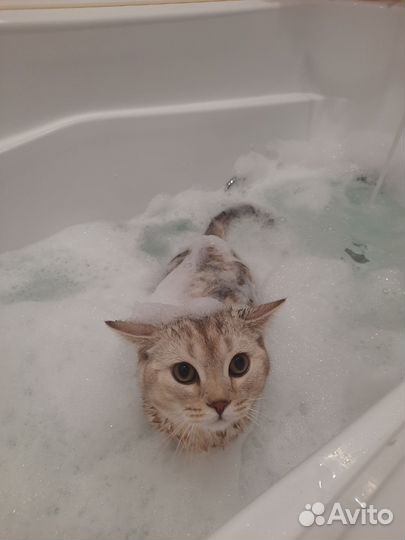 Шотландский котик
