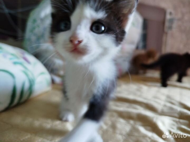 Котята в добрые руки