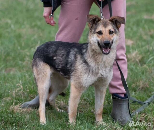 Активная Кура в добрые руки