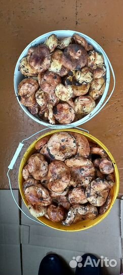 Грибы коровники