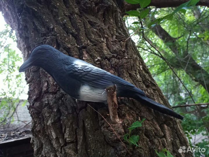 Утка кряква (чучела для охоты)