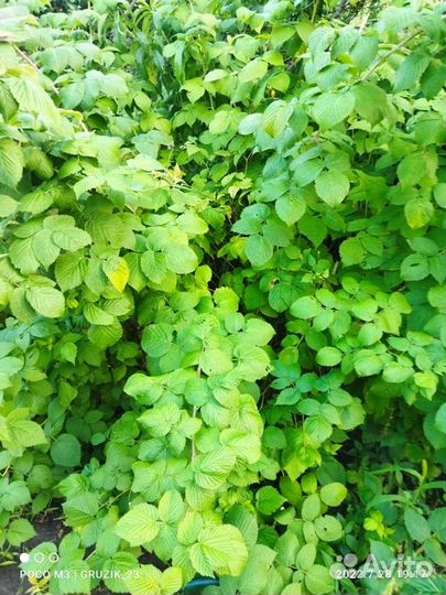 Саженцы малины