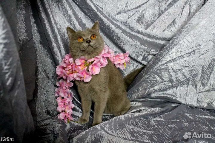 Эллада ищет дом