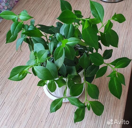 Эсхинантус экзотичный цветок