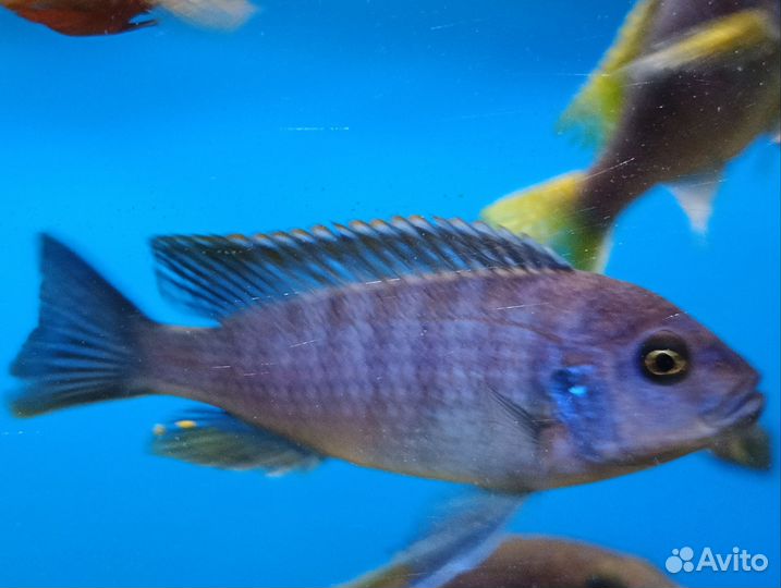 Псевдотрофеус Ацей Мзули Цихлида Малави