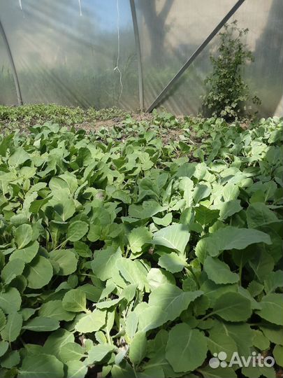 Продаётся рассада капусты перца помидор баклажан