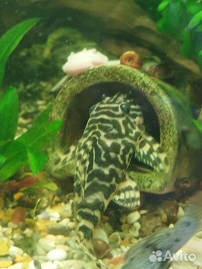 Аквариумные рыбки