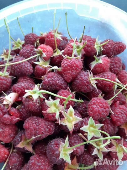 Ремонтантная малина,ягода запись на четверг