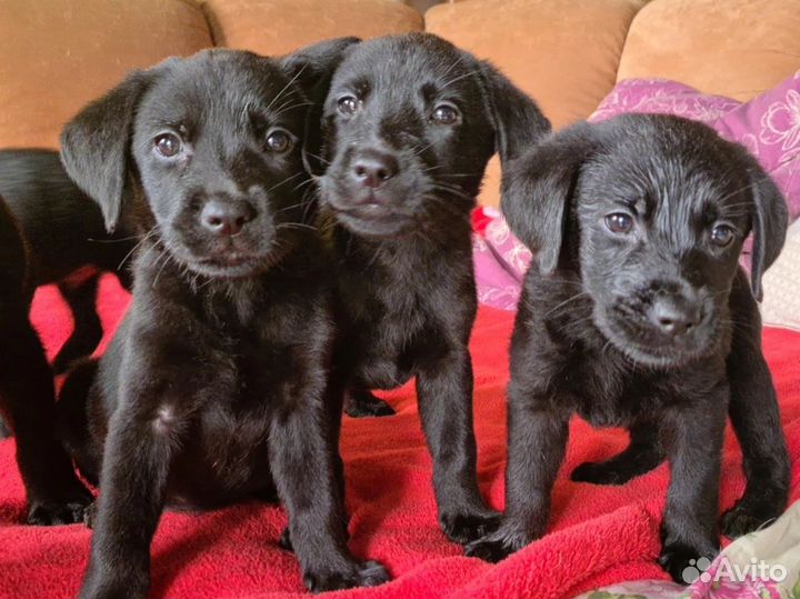 Щенки лабрадора
