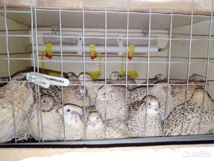Продажа перепелов