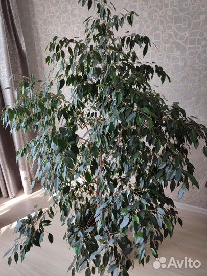 Фикус бенджамина