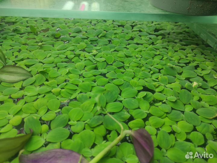 Пистия аквариумное растение
