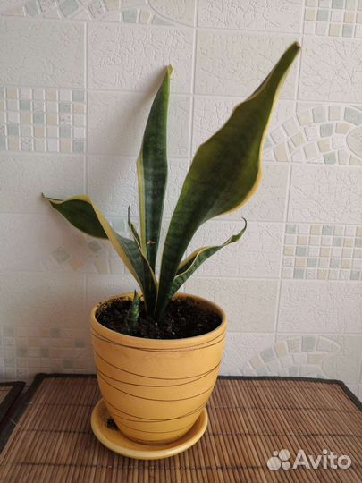 Сансевиерия