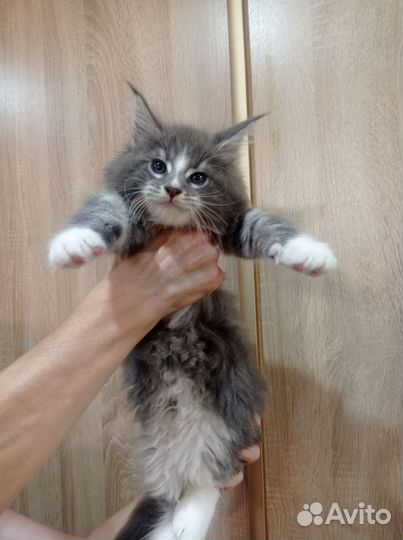 Котята мейн-кун