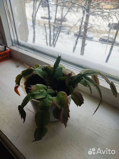 Декабрист шлюмбергера желтый