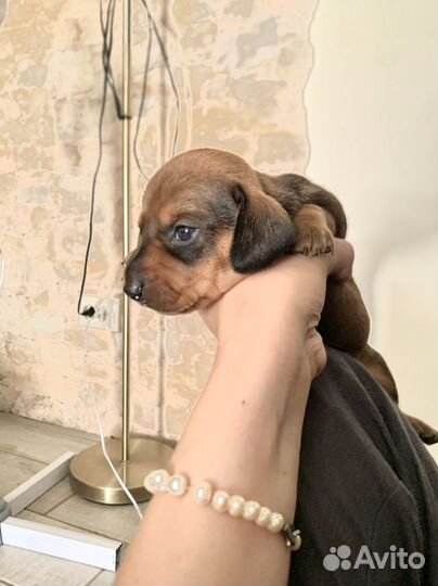 Щенки карликовой таксы