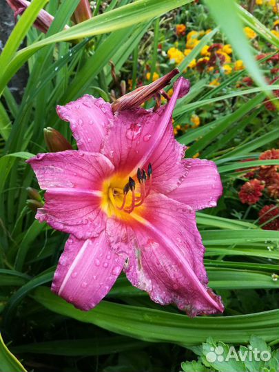 Многолетники