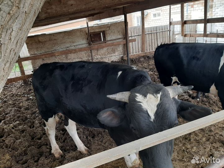 Быки на мясо