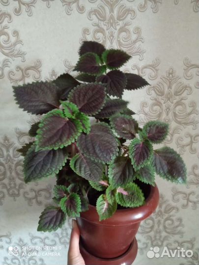 Комнатные цветы сингониум, колеус, крассула