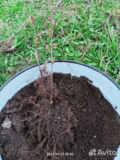 Спирея японская