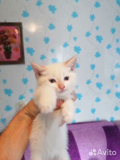 Коты в добрые руки