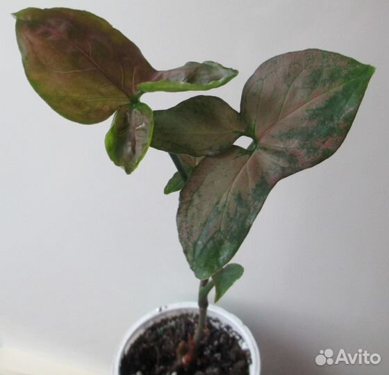 Сингониумы