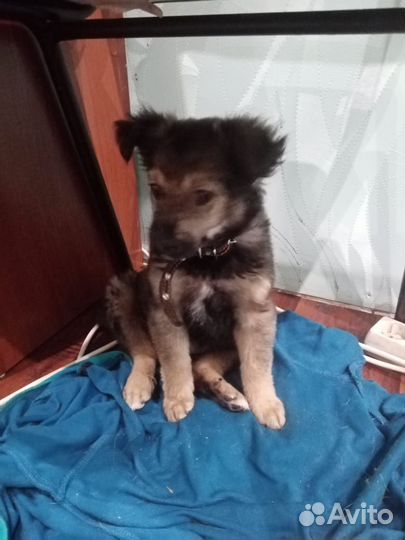 Щенок девочка в добрые руки