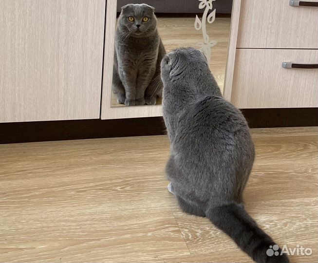 Шотландская вислоухая кошка