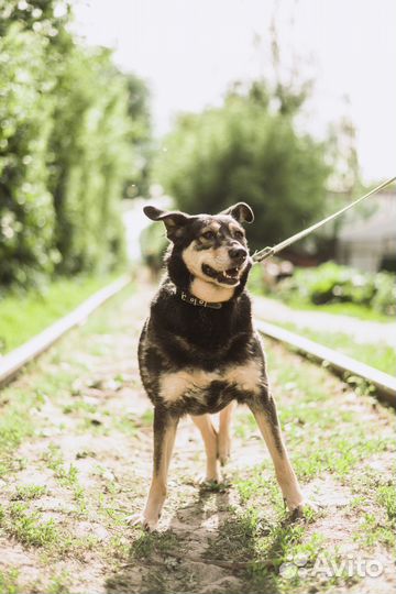 Собака-компаньон Машка в добрые руки