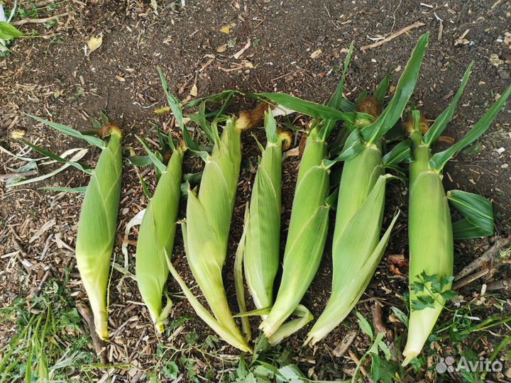 Кукуруза в початках