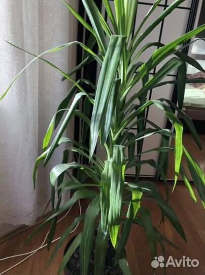 Комнатные цветы юкка