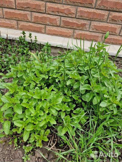 Монарда, душица