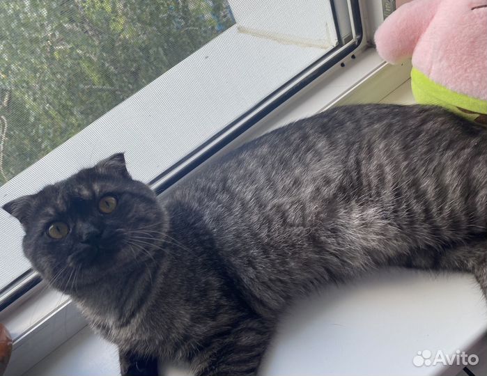 Шотландская вислоухая, кот