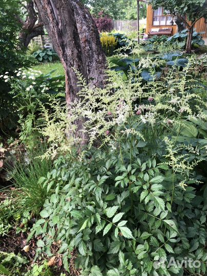 Астильба белая, розовая