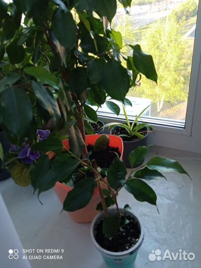 Фикус бенджамина